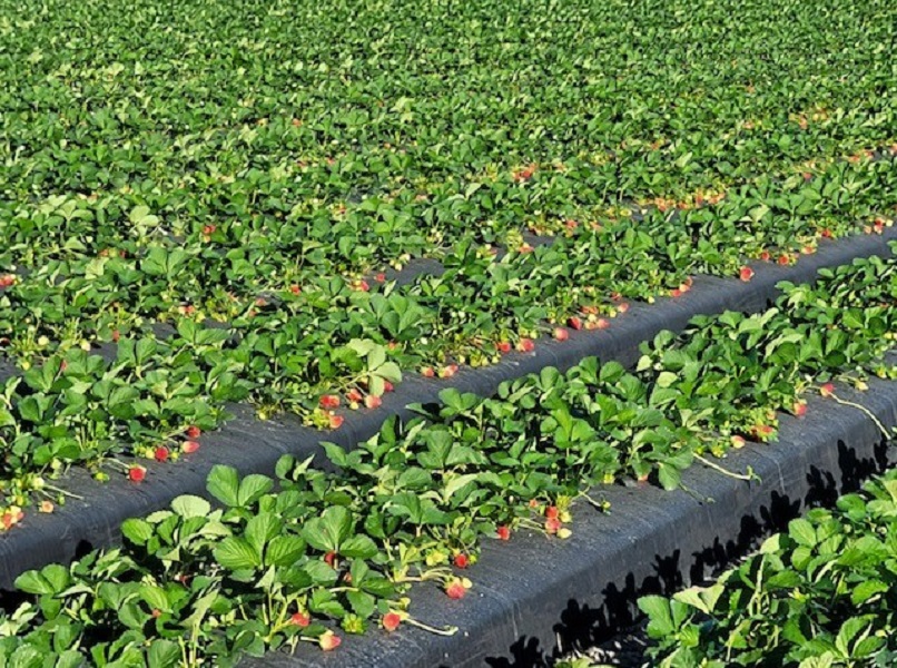 Gem Pack Berries to continue with Florida strawberry output into spring The Packer